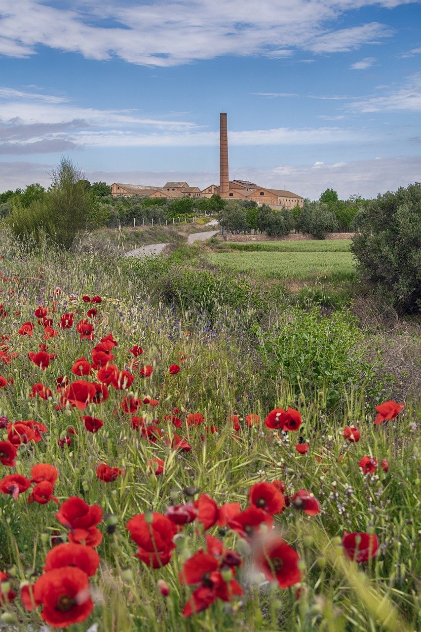 spring, flowers, poppy-8732702.jpg